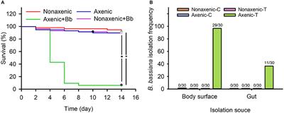 Bacterial Inhibition on Beauveria bassiana Contributes to Microbiota Stability in Delia antiqua